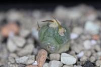 Echinocactus horizonthalonius PD 27.jpg